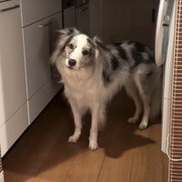 首をかしげる犬1