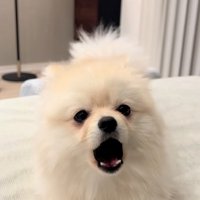 かまってほしいすいちゃん2