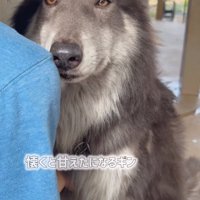 撫でられるウルフドッグ
