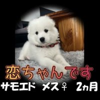 床に伏せる真っ白な子犬