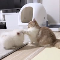 犬の頭に触れる猫