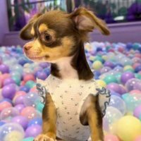 飼い主の膝に乗る妹犬