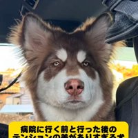 真顔の琥珀くん