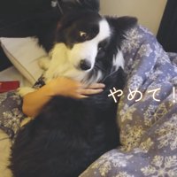 「お布団はぐのやめて！」