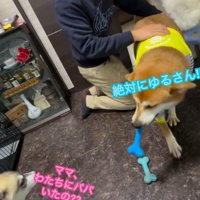 パパさん帰宅時のワンコたち8