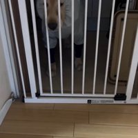 遠くから見つめるジャスミンちゃん