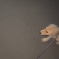 夜道を歩く犬と飼い主