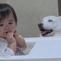 赤ちゃんの傍を離れない大型犬