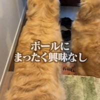 ボールを無視して女性を見上げる2頭の犬