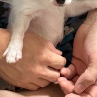 友人のチワワを見せてもらったら…