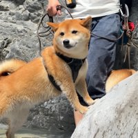 ナラちゃんとソラくんの沢登り7