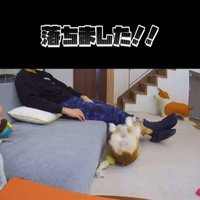 ソファから落ちたモナちゃん5