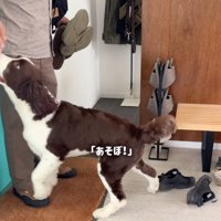 遊んでと誘う犬