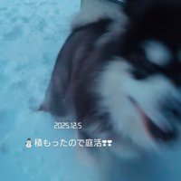 雪の中を走る子犬