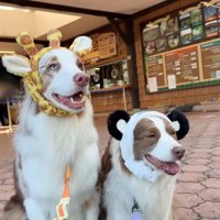 コスプレする2匹