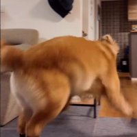 ドタバタ歩く姿に笑っちゃう！