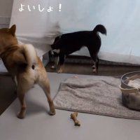 カーテンを引っ張るこむぎくん2