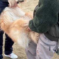 ドッグラン