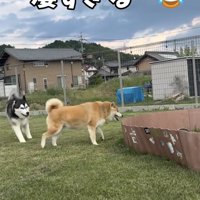 もはや達人の領域