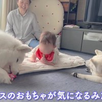 おもちゃで遊ぶアイスちゃんと赤ちゃん