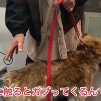 人に触られるのが苦手なモコちゃん