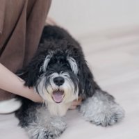 トリマーさんとすでに仲良し