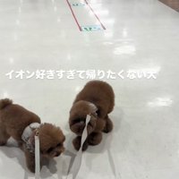 2匹のトイプードル