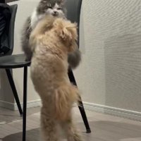 しゃけちゃんも負けていません