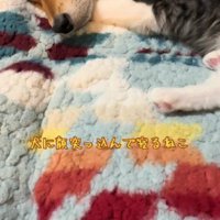 捨て猫を家族に迎えたら…