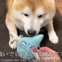 毎日の格闘の結果です