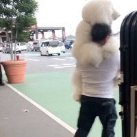 犬を抱えてダッシュ