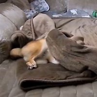 毛布に包まるころ君6