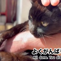 飼い主に頭を撫でられる猫