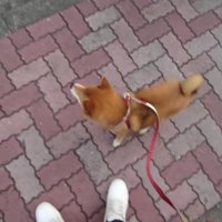 お散歩中のつぶちゃん