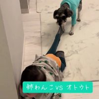 赤ちゃんがキッチンに侵入！