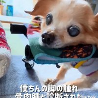 骨肉腫と診断されたぽちこちゃん