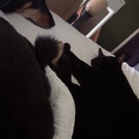 並んで寝ているワンコと黒猫ちゃん