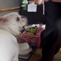 コロちゃんと赤ちゃんの初対面7