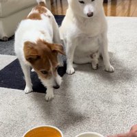 「ヨシ」と言った時の銀くんとエマちゃん6