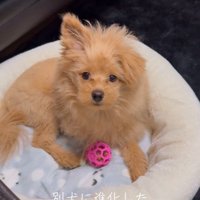 ポコくんの耳の変化5