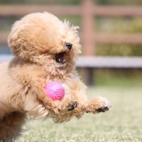 キャッチできないポテチくん1