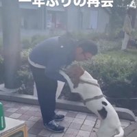 男性の匂いを嗅ぐ犬