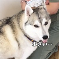 赤ちゃんのそばに立つ犬