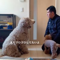 文句を言う大型犬