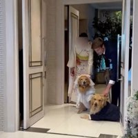 2匹の愛犬たちが登場