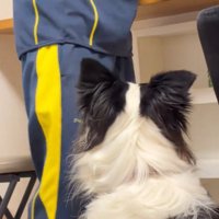壊れたゴミ箱をかたづける男性の背中を見つめる犬