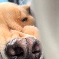 フガフガ…