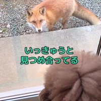 わんことキツネの初対面