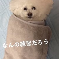 包まれる犬