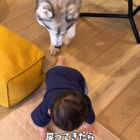 赤ちゃんと一緒に戻ってくるスノウくん